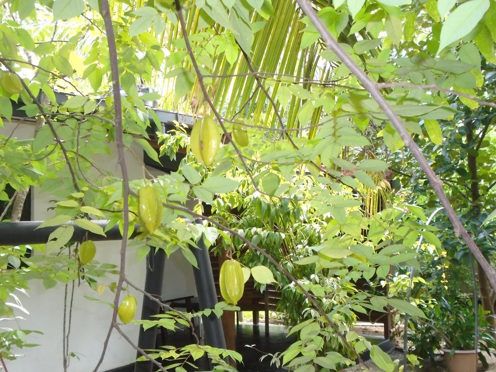 Livinginn Polonnaruwa Esterno foto
